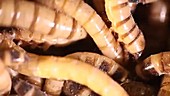 Mealworm larvae