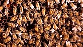 Honeybees in domestic hive