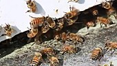 Honeybees come and go from hive