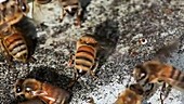 Honeybee fanning wings