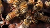 Honeybees fighting invader
