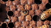 Honeybee emerging from cell
