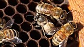 Honeybee American Foulbrood