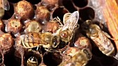 Honeybees removing dead pupa