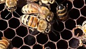 Honeybee fanning wings