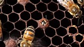Honeybee emerging from cell