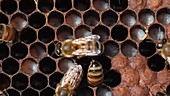 Honeybees tend to brood cells