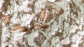 Flour moth larvae infestation