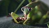 Chinese mantis eating cricket