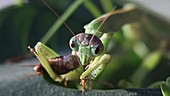 Chinese mantis eating cricket