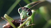Chinese mantis eating cricket