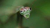Chinese mantis swaying