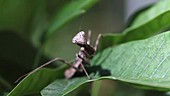 Carolina mantis on leaf