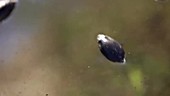Whirligig beetles swimming about
