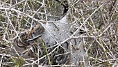 Western tent caterpillars basking on bush