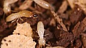 Eastern subterranean termite soldier