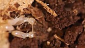 Eastern subterranean termite worker