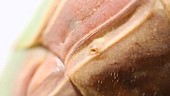 Spiracles on Chinese mantis