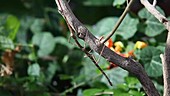 Walkingstick clinging to branch