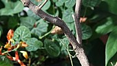 Juvenile walkingstick climbing branch