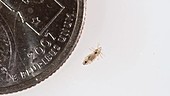 Head louse next to coin