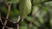 Leaf insect climbing plant