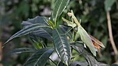 Chinese mantis snatches walkingstick