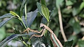 Chinese mantis snatches walkingstick