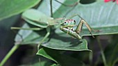 Chinese mantis grooming its forelegs