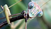Chinese mantis eating walkingstick