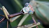 Chinese mantis eating walkingstick
