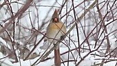 Female cardinal perching on branch