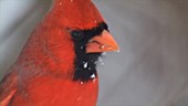 Male cardinal eating seeds