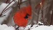 Male cardinals eating seeds