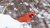Male cardinal searching for seeds