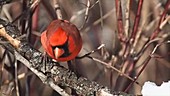 Male cardinal eating snow