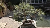 Bonsai tree in garden