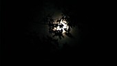 Leaves sihouetted against moon