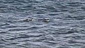 Waterfowl bobbing on Mono Lake