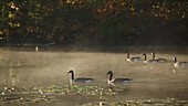 Canada geese swimming through mist