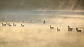 Canada geese swimming through mist