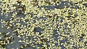Duckweed floating on waterway