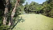 Duckweed choking waterway