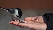 Chickadees eats seed out of woman's hand