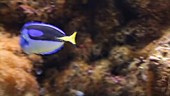 Yellow belly hippo tang