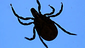 Tick displayed on laboratory light box
