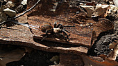 Tarantula walking in forest