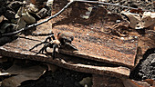Tarantula walking in forest