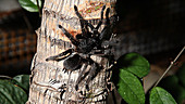 Brazilian black tarantula climbing tree