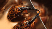 Extreme close up of tarantula fangs